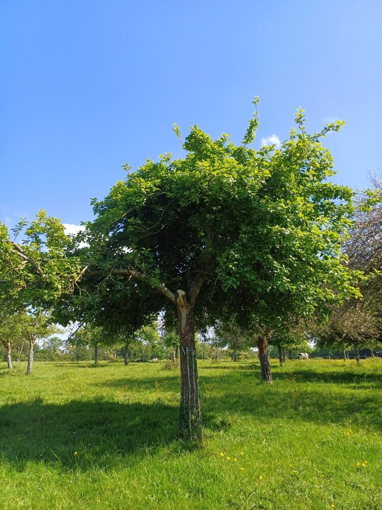 userfiles/produit/5453/arbre_var_32_bergerie de villerville.jpg